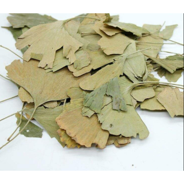 Top Quality Ginkgo Folium